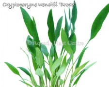 Cryptocoryne wendtii Broad